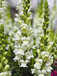 They make excellent cut flowers and garden borders. Types Of Cutting Flowers