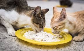 Maybe you would like to learn more about one of these? Nasi Bukan Makanan Sesuai Untuk Kucing Mynewshub