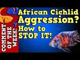 African Cichlid Aggression Why It Happens And How To Stop It Cotw Episode 10