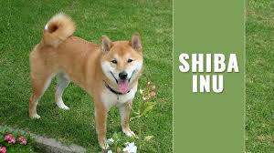 Find shiba inu dogs and puppies from north carolina breeders. Shiba Inu Dog Breed Information And Feeding Tips Petmoo