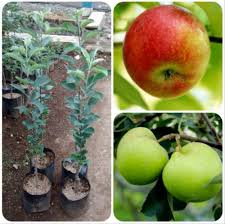 Gambar buah apel hd paling bagus. 30 Gambar Pohon Apel Malang Richi Wallpaper