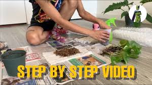 Pack your plant like a pro. How To Ship Plants In The Mail Youtube