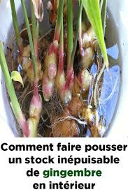 Comment Faire Pousser Un Stock Inepuisable De Gingembre En Interieur Growing Ginger Ginger Plant Planting Herbs