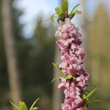 Image result for Daphne mezereum