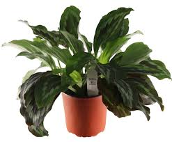 Image result for Kaempferia