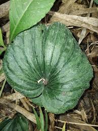 Image result for Nervilia petraea