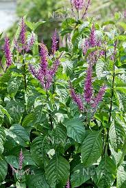 Image result for Odontonema