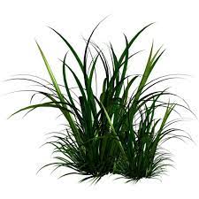 Holliewood Springfaeries Grass2 Png Arbres Photoshop Planter Des Arbres Arbre