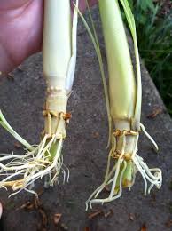 The leaves and the stems are often used as a garnish learning how to care for lemongrass in a pot can be quite a chore. Lemongrass How To Grow It And Use It The Prairie Homestead