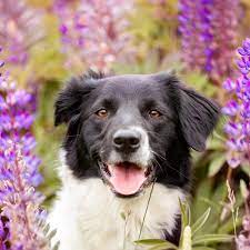 That Ll Do Border Collie Rescue Home Facebook