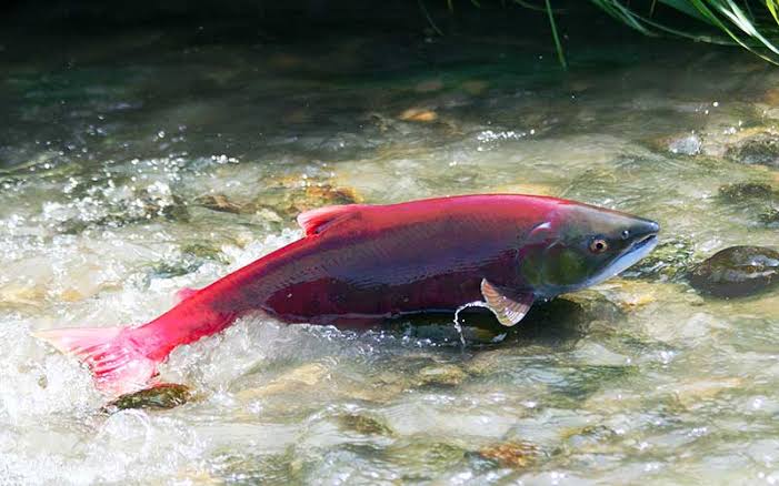 Resultado de imagen para salmon rojo"