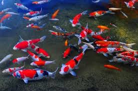 Maybe you would like to learn more about one of these? Jenis Ikan Koi Slayer Dan Ciri Cirinya Agro Koi Farm