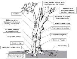 Anatomy Of A Tree Anatomy Drawing Diagram