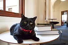 The bombay breed is exclusively black. Black Cat Wikipedia