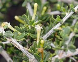 Image result for Lycium