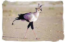 Secretary Bird Sirheni Bushveld Camp Kruger National Park Kruger National Park Safari South Africa Tours Africa
