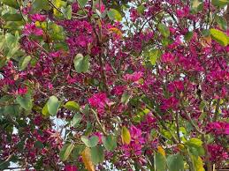 Image result for Bauhinia purpurea