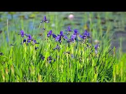 M7girl, b7in a barbie eworld c#m7 life is f#m7plastib7susc, it's fanb7tastic c#m7you can brush my f#m7hair, undb7ress me anyewhere c#. Example Is The Best Precept Happyember Peaceful Meditation Music Youturl