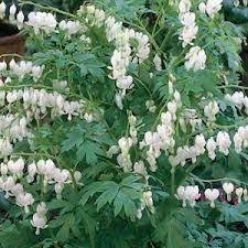 Dicentra Spectabilis Alba Rhs Google Search Shade Plants Container Shade Plants Bleeding Heart