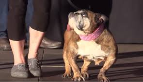 Olga este cea mai vorbăreață și energică dintre cei șase locuitori ai casei. Tag Ul Cel Mai Urat Caine Din Lume Europa Fm