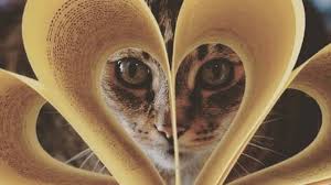 El día internacional del gato cuenta con variadas fechas alrededor del mundo; Dia Internacional Del Gato Los Mejores Libros De Gatos As Mexico