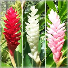 Image result for Pimpinella alismatifolia