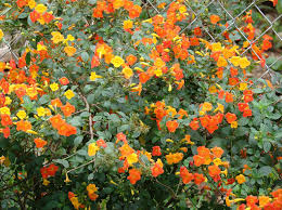 Image result for Streptosolen