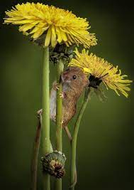 Traps and bait are the most common methods of garden mouse control. Best Alternative To Running R Fitness Cute Animals Animals Beautiful Animals Wild