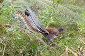 Check spelling or type a new query. Lyrebird Wikipedia