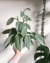 Pin By Matt On Plant Cultivars Varieties In 2020 With Images Plants Inside Plants Pretty Plants