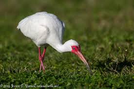 Image result for Ibis White 2008 SR4