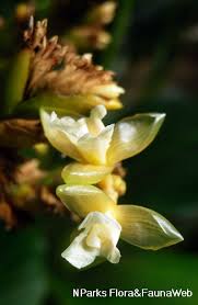 Image result for Sarcophrynium brachystachyum