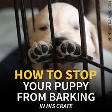 Sexual maturity typically spurs an urge. How To Stop A Puppy From Barking In His Crate At Night Puppy In Training