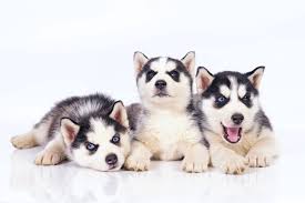 Puppy Power Yes You Can Raise Littermates Together 4knines