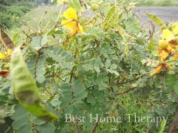 Treat Elevated Bilirubin Naturally Remedies Cassia Bark Natural Remedies