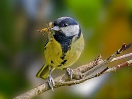 Please accept echovita's sincere condolences. Meise Foto Bild Tiere Wildlife Wild Lebende Vogel Bilder Auf Fotocommunity