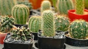 Maybe you would like to learn more about one of these? 7 Cara Merawat Kaktus Tanaman Hias Sukulen Yang Populer
