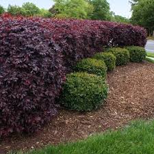 Image result for Iresine