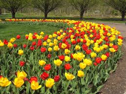 Maybe you would like to learn more about one of these? 9 Best Websites For Buying Flower Bulbs Online Birds And Blooms