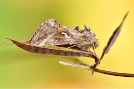 Image result for Autographa macrogamma