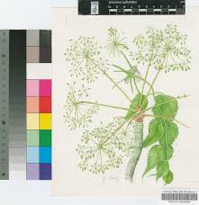 Image result for Steganotaenia