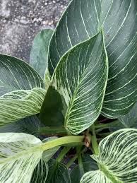 Unlike most of its cousins, this philodendron doesn't climb but rather grows new foliage from a single stalk at its base! Philodendrons Elephant Ears And Other Aroids Forum Philodendron Birkin Garden Org