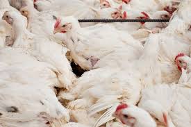 Pin Di Ayam