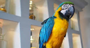 Other than that follow the direction if companion parrots are allowed to spend time outside their aviaries or cages in an area that includes. Poisonous And Safe Plants For Birds Petcoach