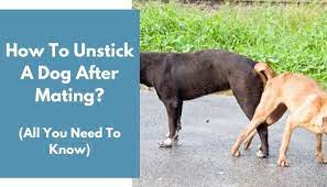 Regardless of cause, here are a few remedies to get yo. How To Unstick A Dog After Mating Complete Guide Animalfate