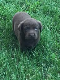 We did not find results for: Chocolate Lab Pups Pets And Animals For Sale North Carolina