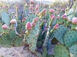 Hanki 21.000 sekunnin arizona bird, a cactus wren, arkistovideomateriaali, jonka nopeus on 29.97fps. Spring Is Here What To Do If You Find A Baby Bird Or Other Animal