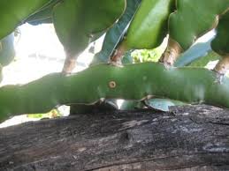 Maybe you would like to learn more about one of these? What Are These Orange Spots On Dragonfruit