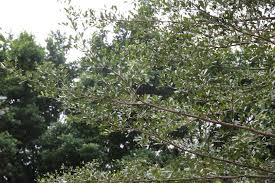 Image result for Terminalia neotaliala