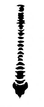 Stencilry Ribcage Backbone Stencil Art Bleach Art Art Inspiration